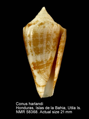Conus harlandi.jpg - Conus harlandiPetuch,1987